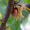 American Hazelnut Flower