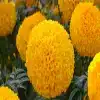 American Marigold Flower