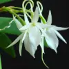 Angraecum Flower