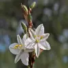 Anthericum Flower