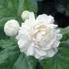 Arabian jasmine Flower