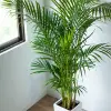 Areca Palm Flower