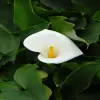 Arum Flower
