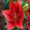 Asiatic Lily Flower