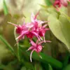 Barrenwort Flower