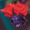 Bat-Faced Cuphea Flower