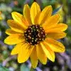 Beach Sunflower Flower