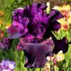 Bearded Iris Flower