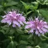 Bergamot Flower