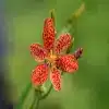 Blackberry Lily Flower