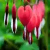 Bleeding Heart Flower