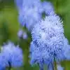 Blue Floss Flower