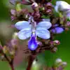 Blue Fountain Bush Flower