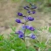 Blue false indigo Flower
