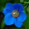Blue poppy