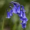 Bluebells flower