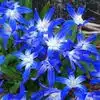Bluestar Flower