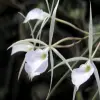 Brassavola Flower