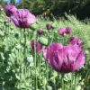Breadseed Poppy flower