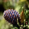 Bristlecone Pine flower