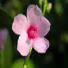 Burr Mallow Flower