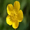 Buttercup flower
