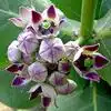 Calotropis Flower