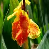 Canna Lily flower