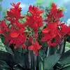 Canna Lily Flower