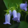 Canterbury Bell flower