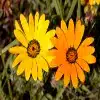 Cape Marigold flower