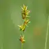 Carex Flower