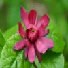 Carolina Allspice flower