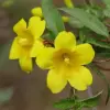 Carolina Jasmine flower