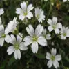 Cerastium flower