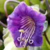 Cobaea Flower