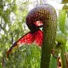 Cobra Lily flower