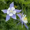 Colorado Blue Columbine flower
