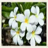 Common White Frangipani Flower