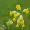 Cowslip flower