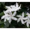 Crape Jasmine Flower