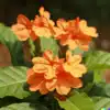 Crossandra Flower