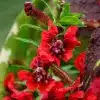 Cuphea flower