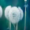 Dandelion Dewdrop Flower