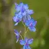 Delphinium flower