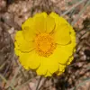 Desert Marigold flower