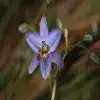 Dianella flower