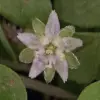 Dichondra flower