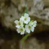 Draba flower