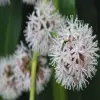 Dracaena flower